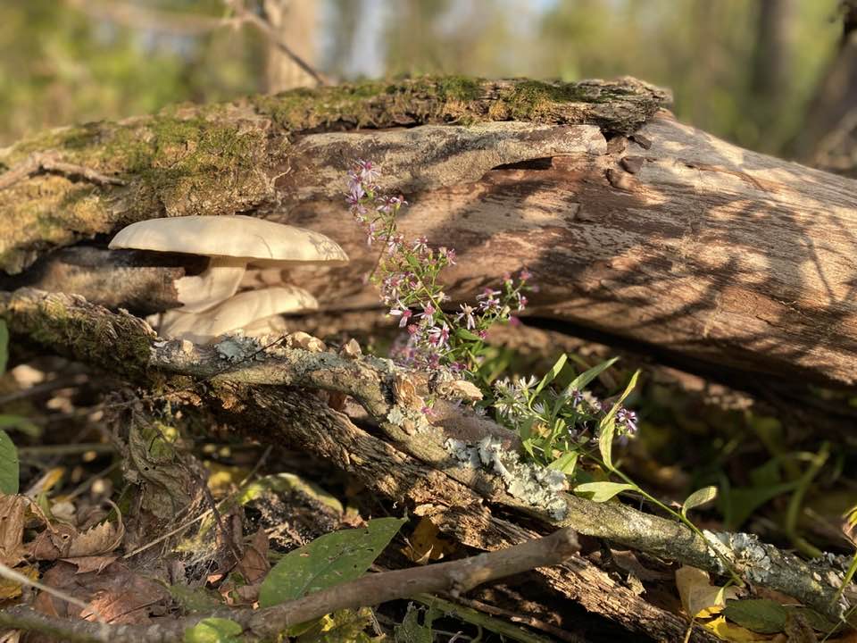 Fungi on fallen tree