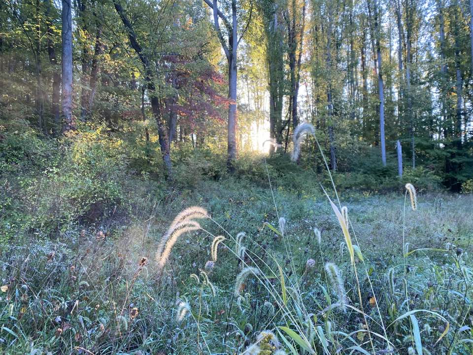 Sun shining through trees onto grass seed heads