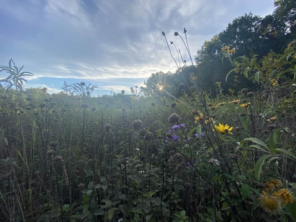 Looking through the wild flowers