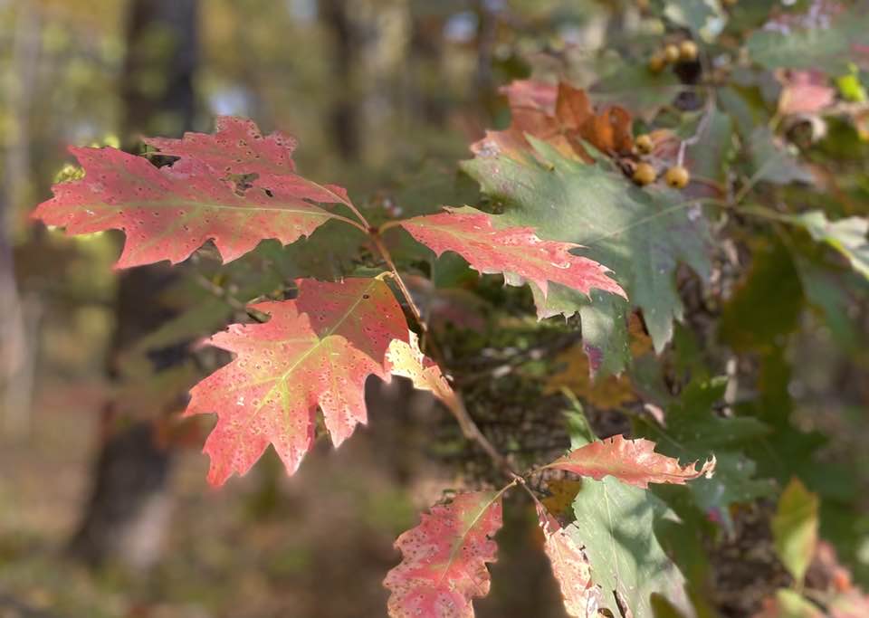 autumn leaves