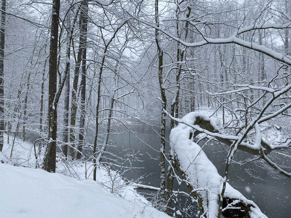 Woodland in the snow