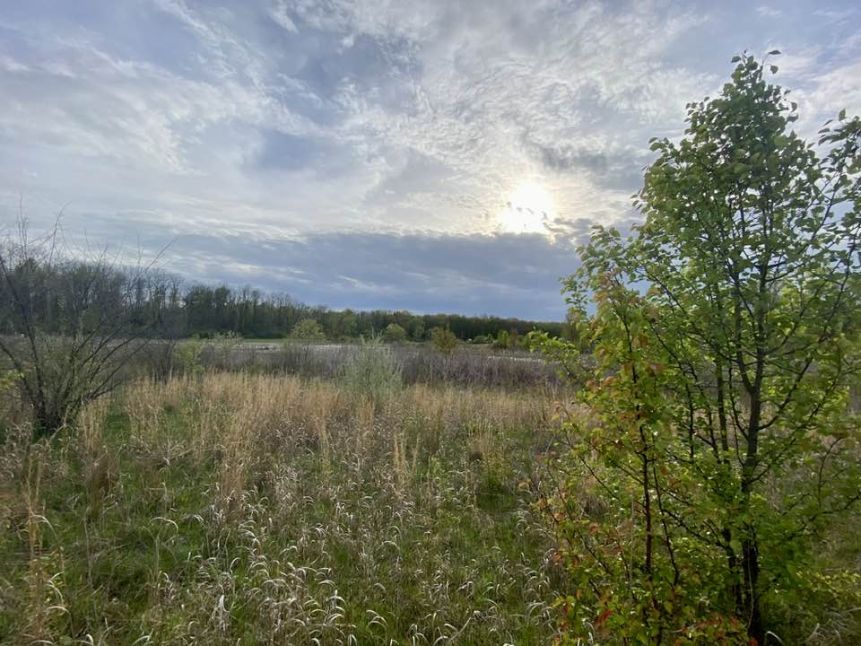 Looking across grassland