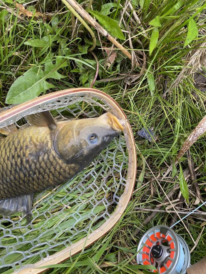 Fish in a net
