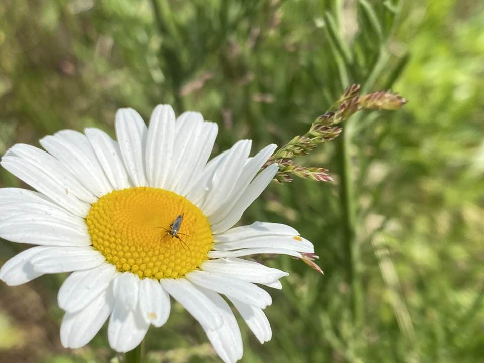 Beetle on a flower