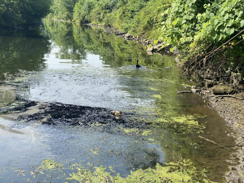 Oil slick on the river