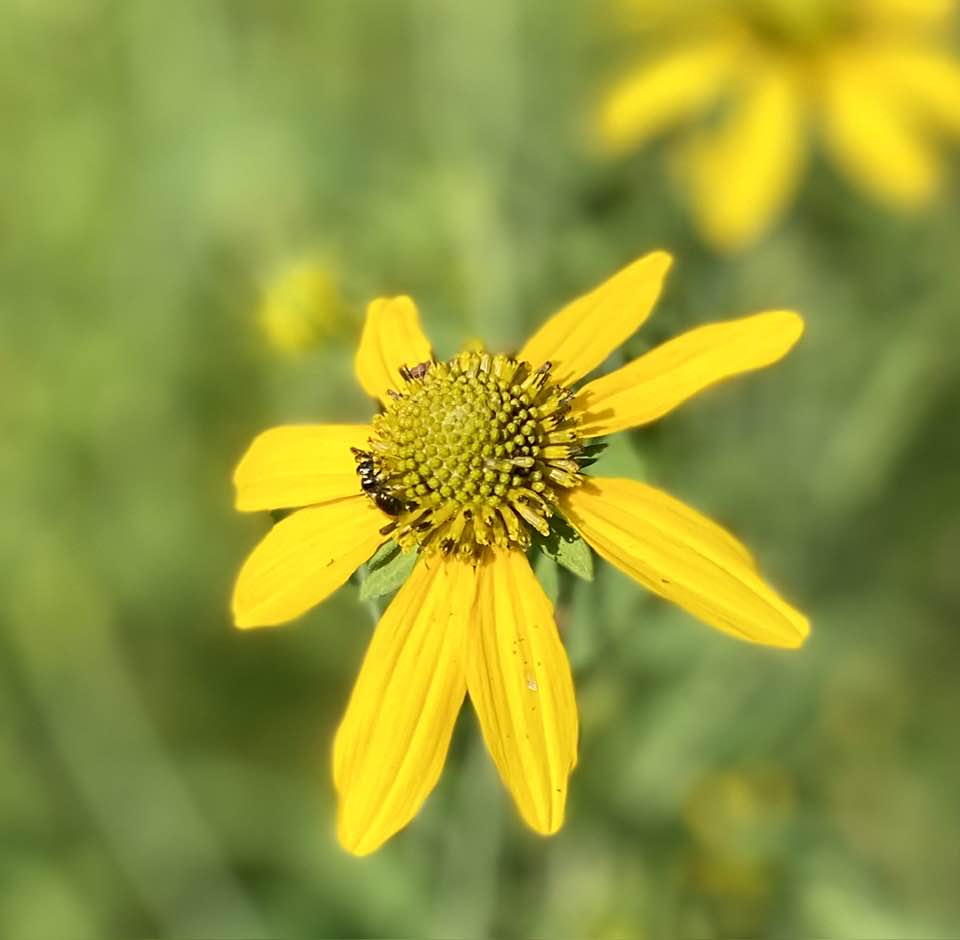 Yellow flower