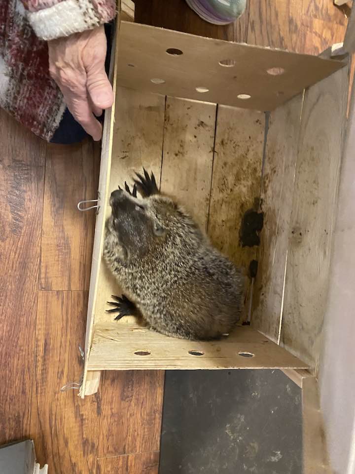 groundhog in a box