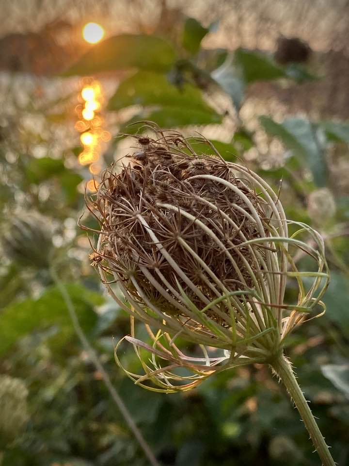 Seed head at sunset