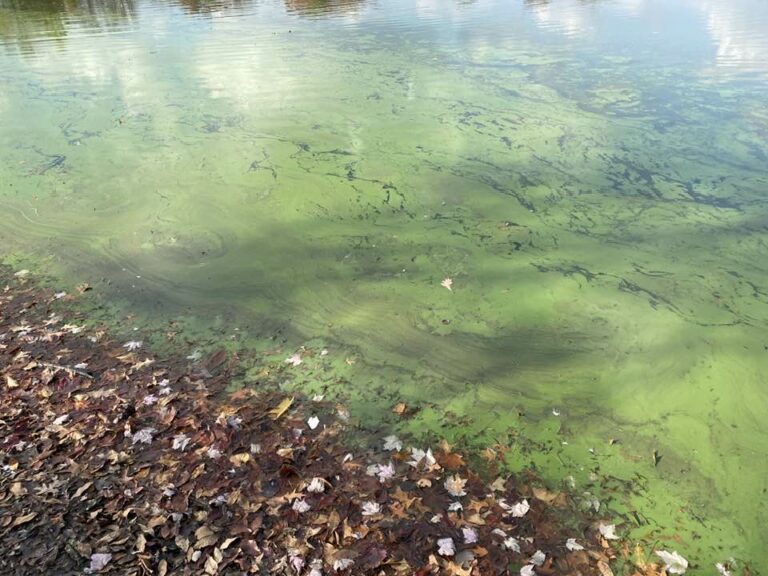 What is the algae bloom in Lake Anna from?