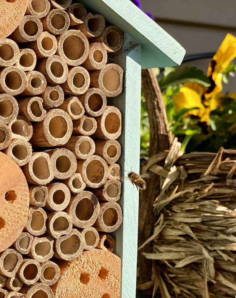 Cutter bees working