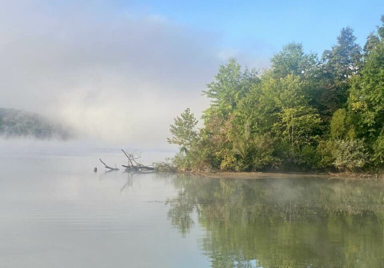 lake with bushes and mist