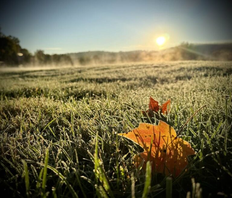 Autumn leaf in the grass with the sunrise behind