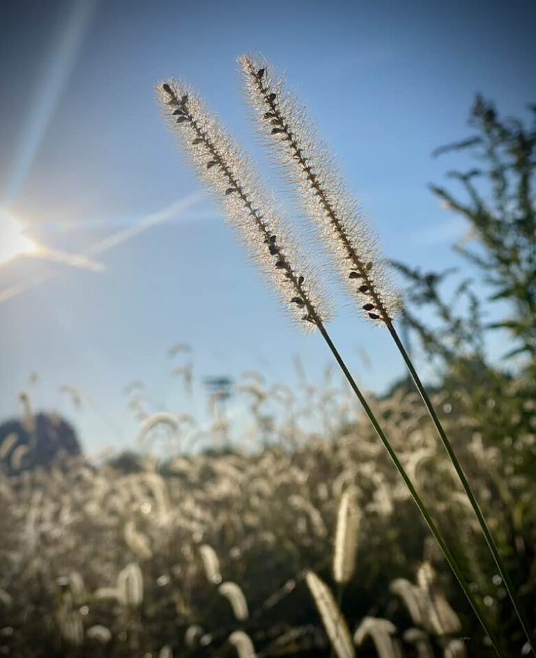 Grasses in the sunlight