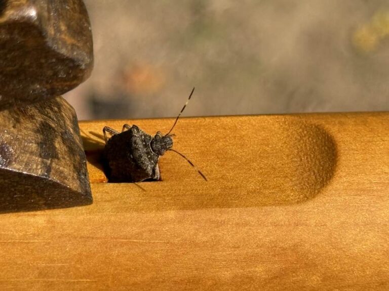 Stink bug crawling out of hole in a Native American Flute