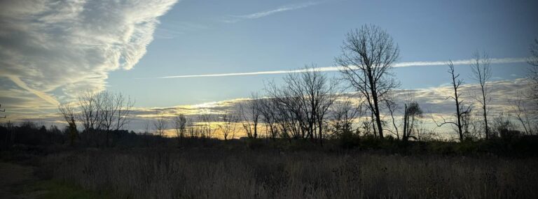 Morning view of trees and the sunrise