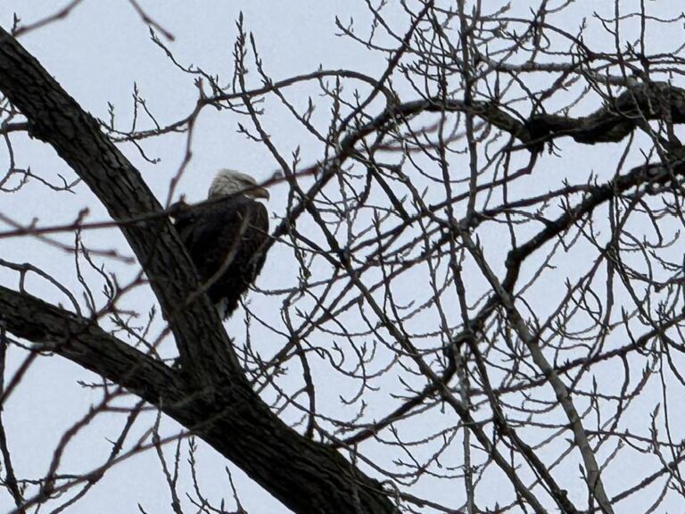 Dave and I went for a walk around Summit Lake this morning to discuss the past year and some plans for next year as it relates to RiverKeepers Ohio and this pair of Bald Eagles joined our discussion to add a little motivation to our efforts.