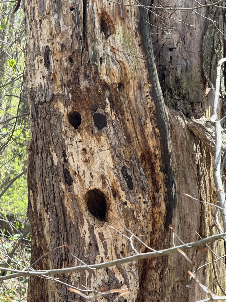 “Wood” you be calling me a “Pecker” face?! 😲🤣