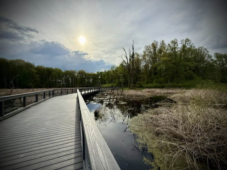 Walkway across some marshland
