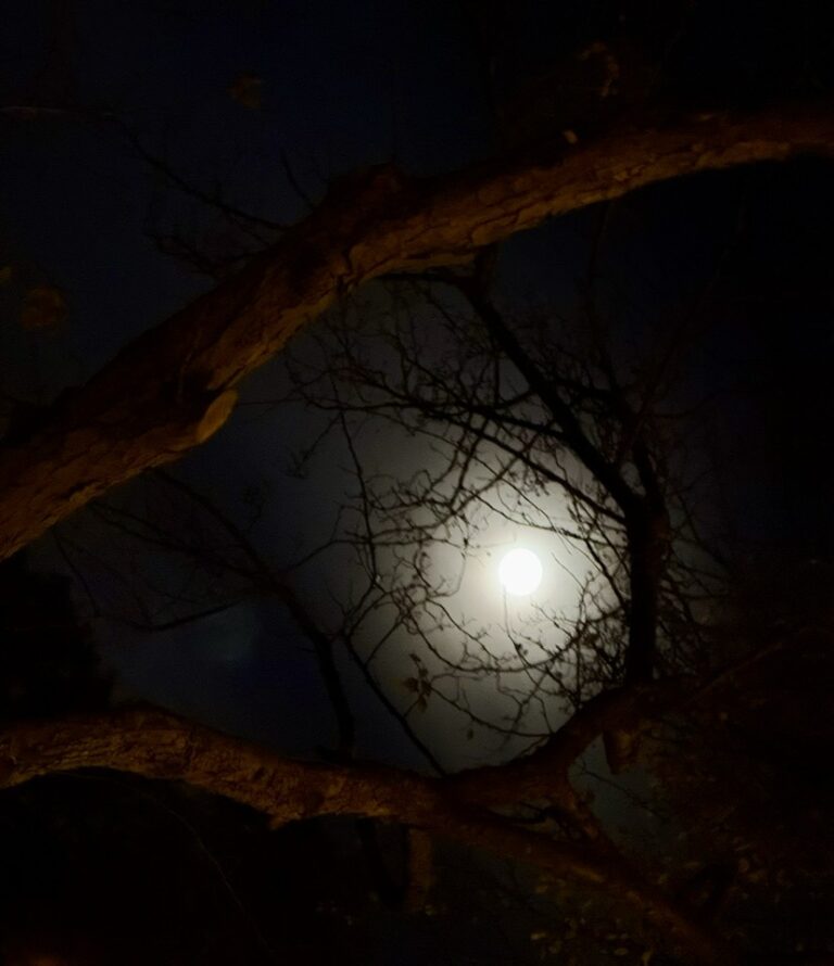 Full moon showing through branches of a tree