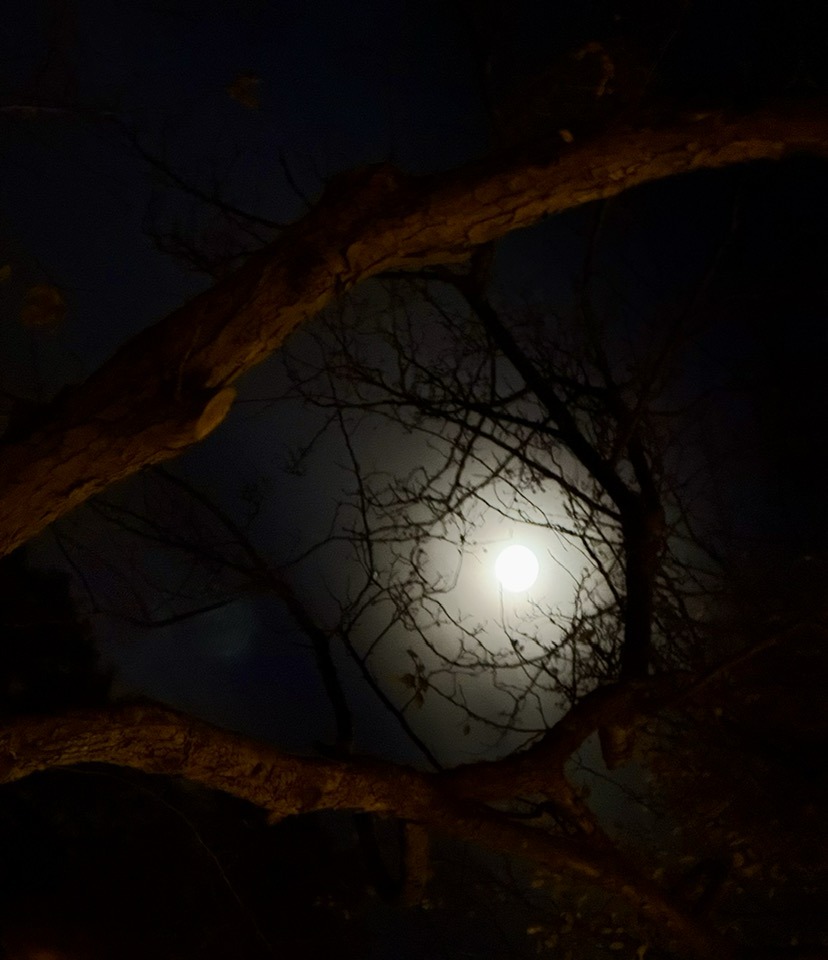 Full moon showing through branches of a tree